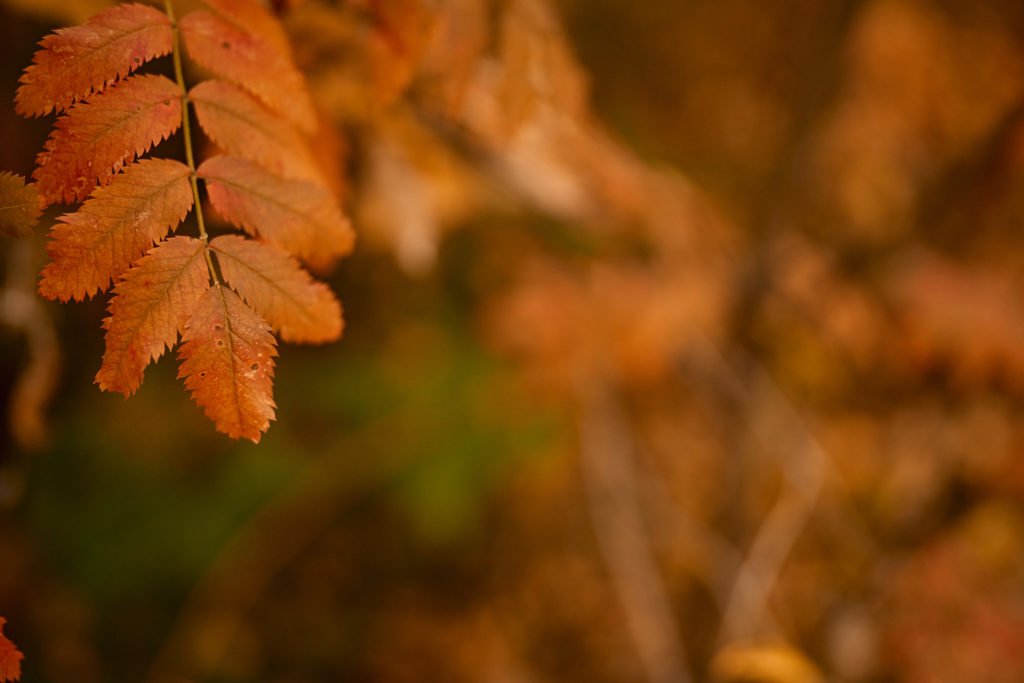 Fort McMurray fall leaves, leaves changing symbolizing times changing, Calgary photographer