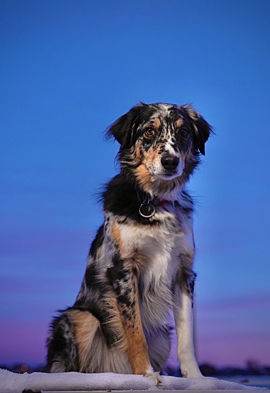 Australian Shepherd, Portrait of a Dog